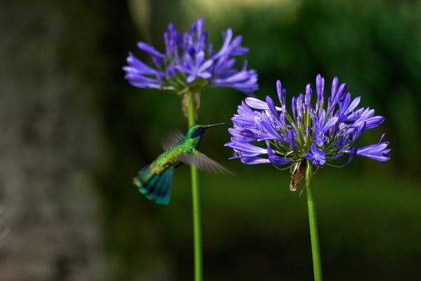 Blumenwiese Blumen